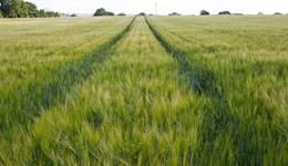 Cheltenham Monitor Farm: Closing summer farm walk – the (bio)logical conclusion